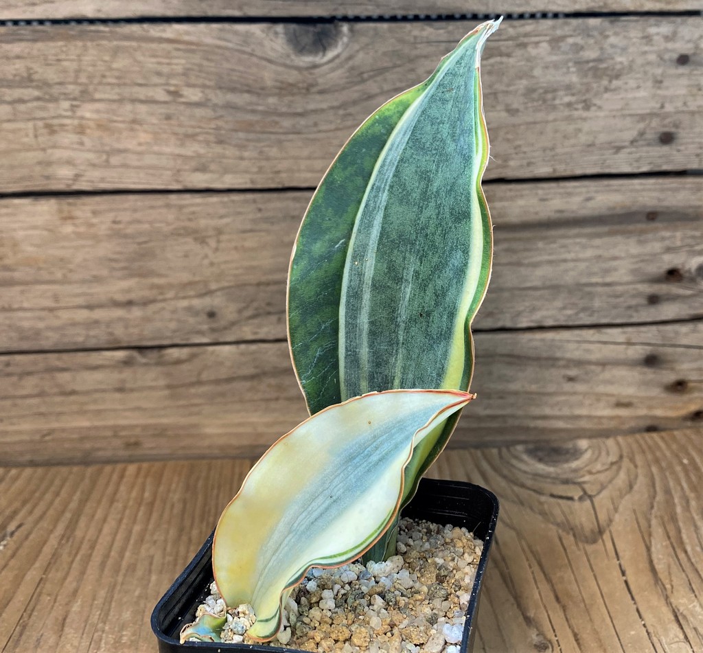 SH27640 Sansevieria 'Masoniana' f. variegata -Cluster- - Image 2