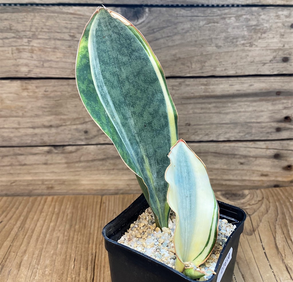 SH27640 Sansevieria 'Masoniana' f. variegata -Cluster-