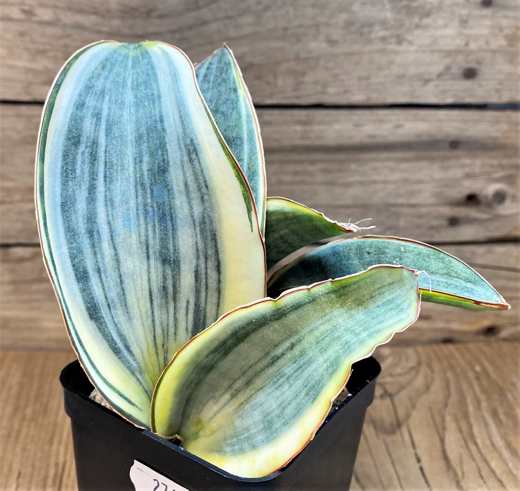 SH27641 Sansevieria 'Masoniana' f. variegata -Cluster-