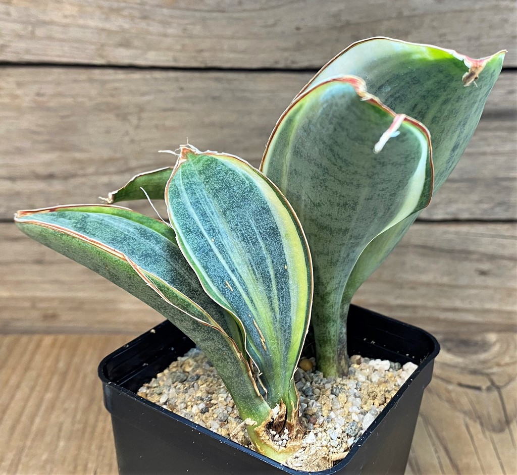 SH27641 Sansevieria 'Masoniana' f. variegata -Cluster- - Image 2