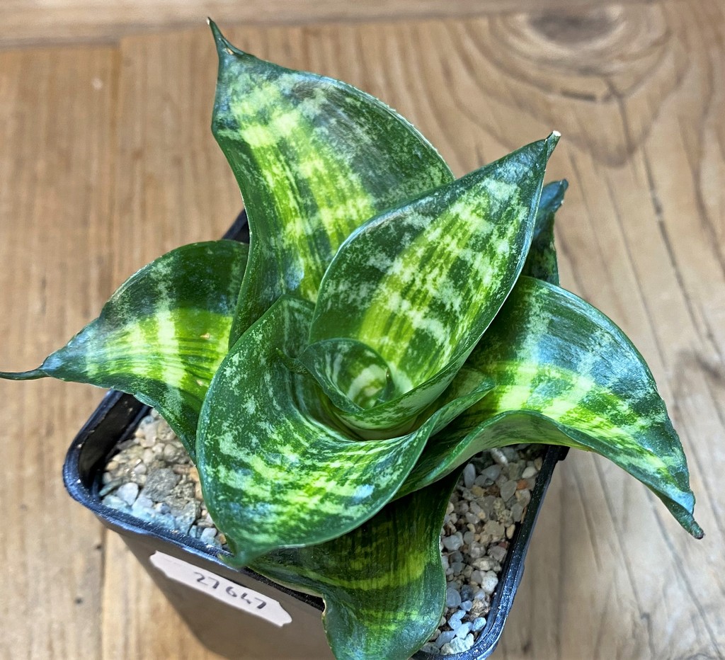 SH27647 Sansevieria hahnii 'Racing Line'