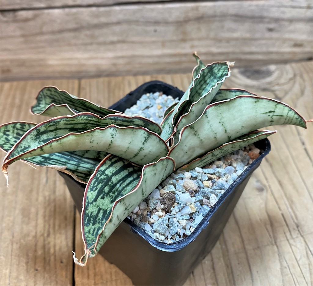 SH27632 Sansevieria 'Cleopatra' - Image 2