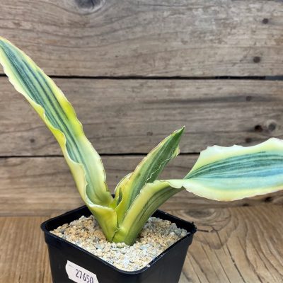SH27656 Sansevieria 'Katana'
