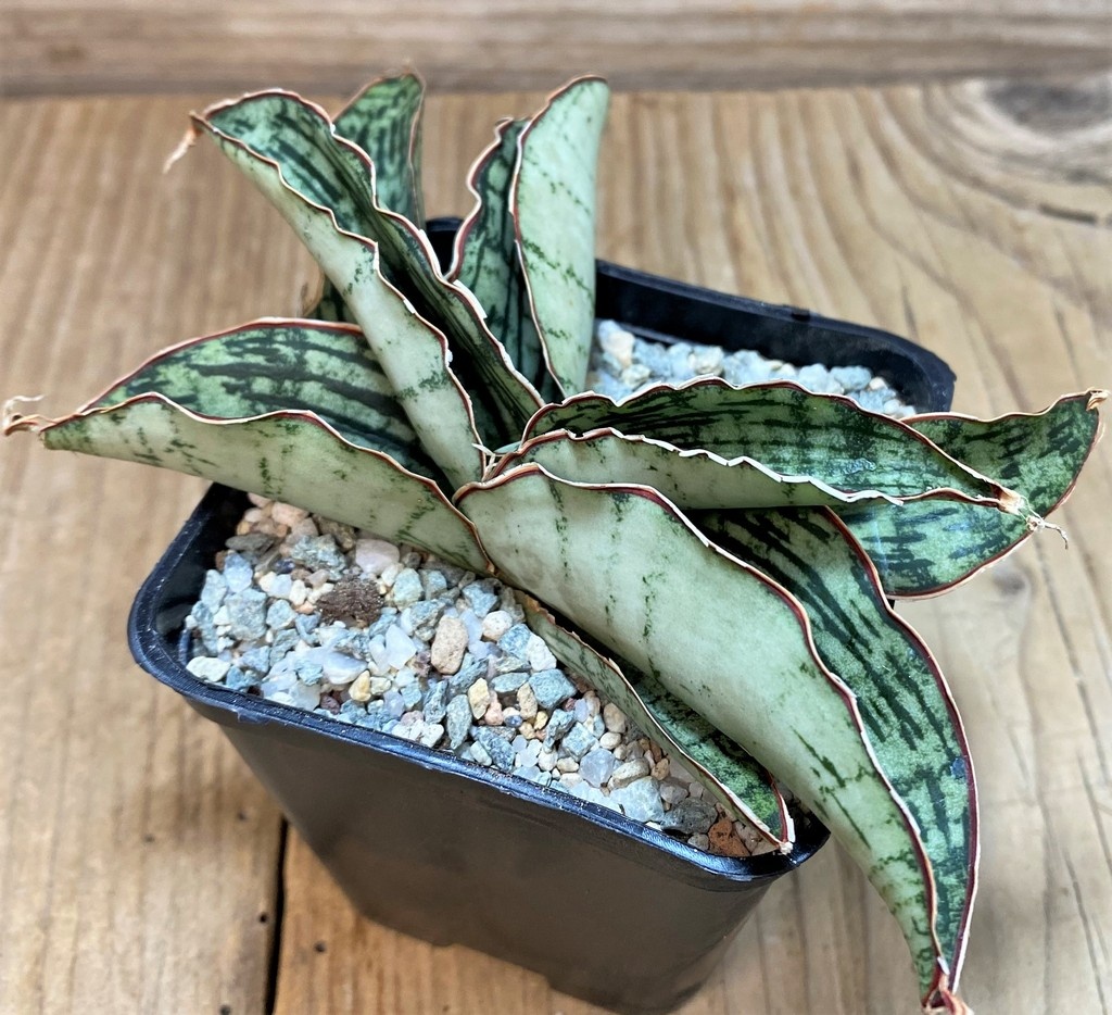 SH27632 Sansevieria 'Cleopatra'