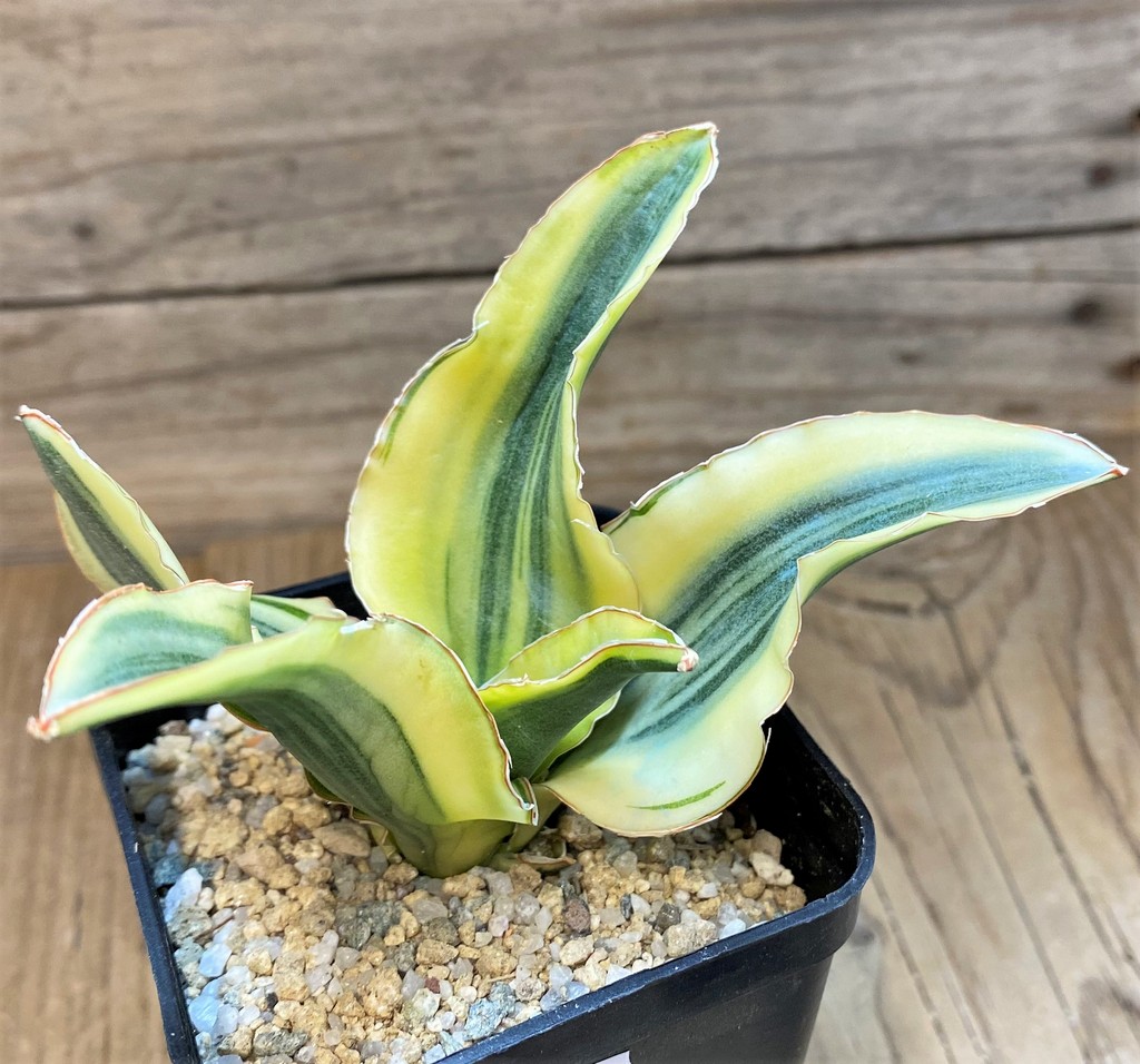 SH27655 Sansevieria 'Katana'