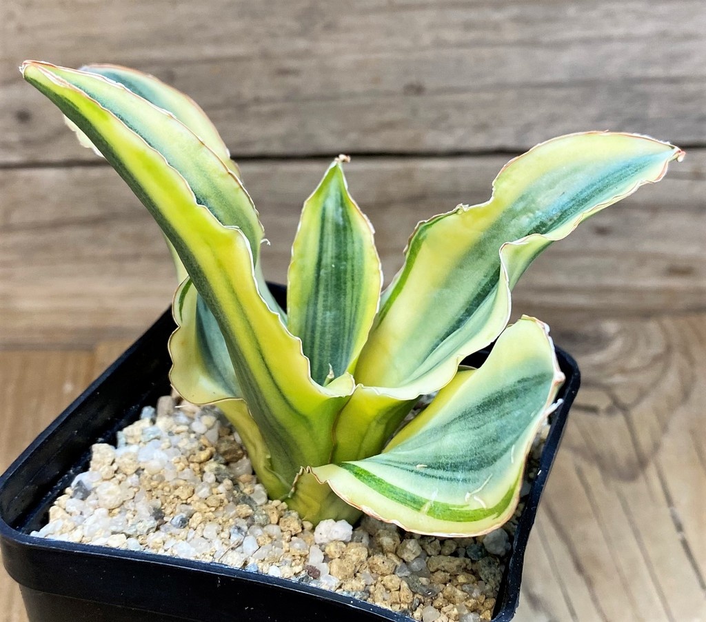 SH27655 Sansevieria 'Katana' - Image 2