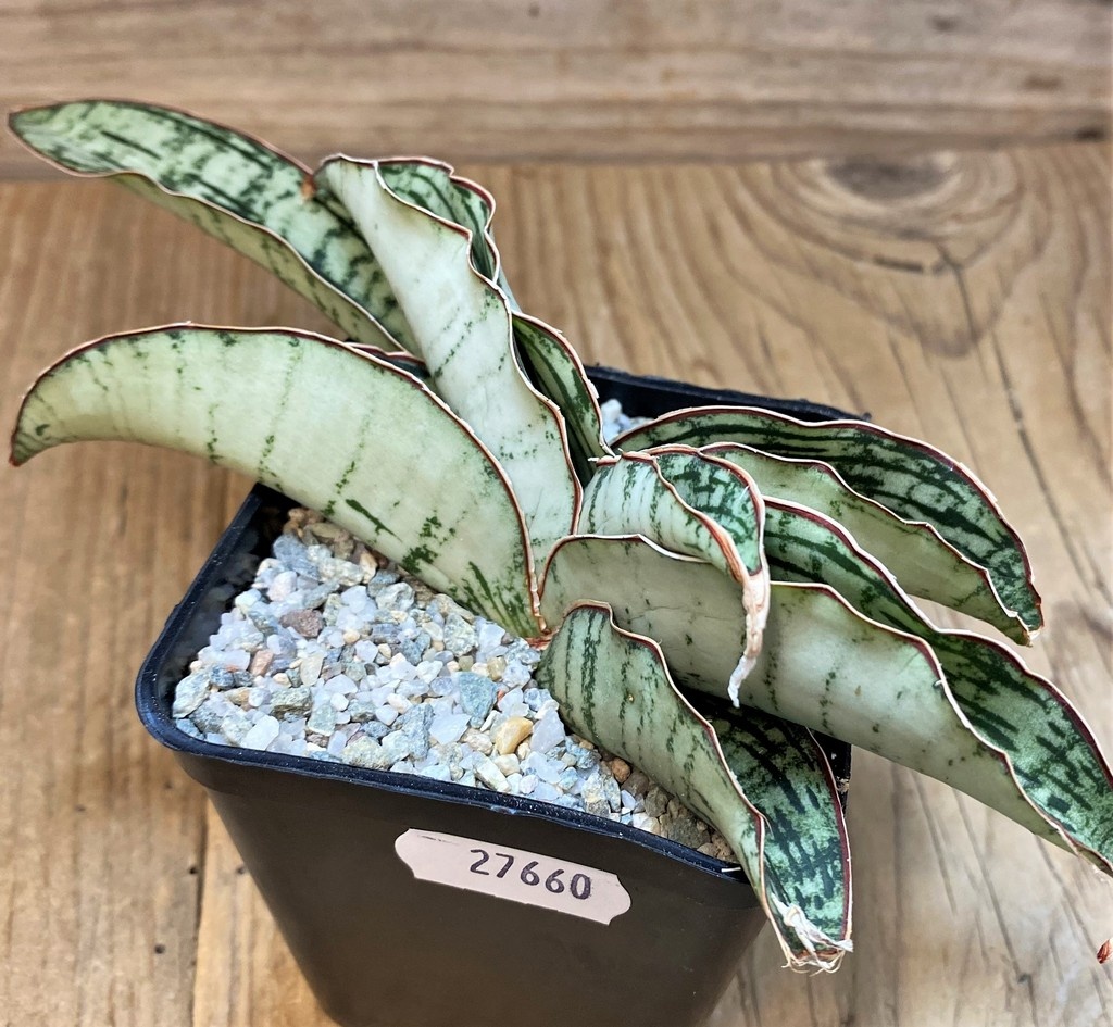 SH27660 Sansevieria ‘Cleopatra’