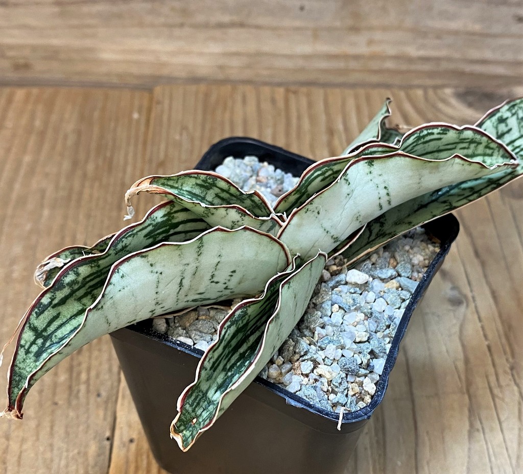 SH27660 Sansevieria ‘Cleopatra’ - Image 2