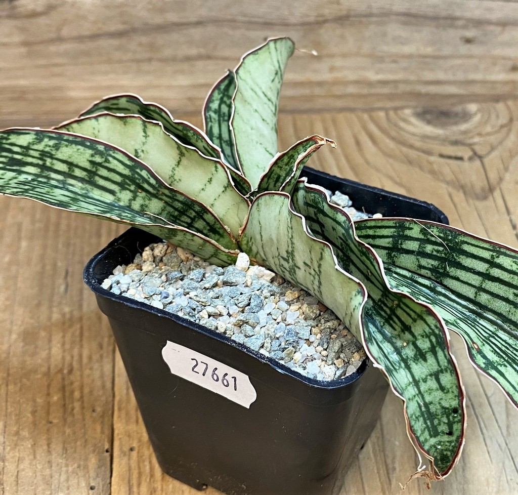 SH27661 Sansevieria ‘Cleopatra’ - Image 2