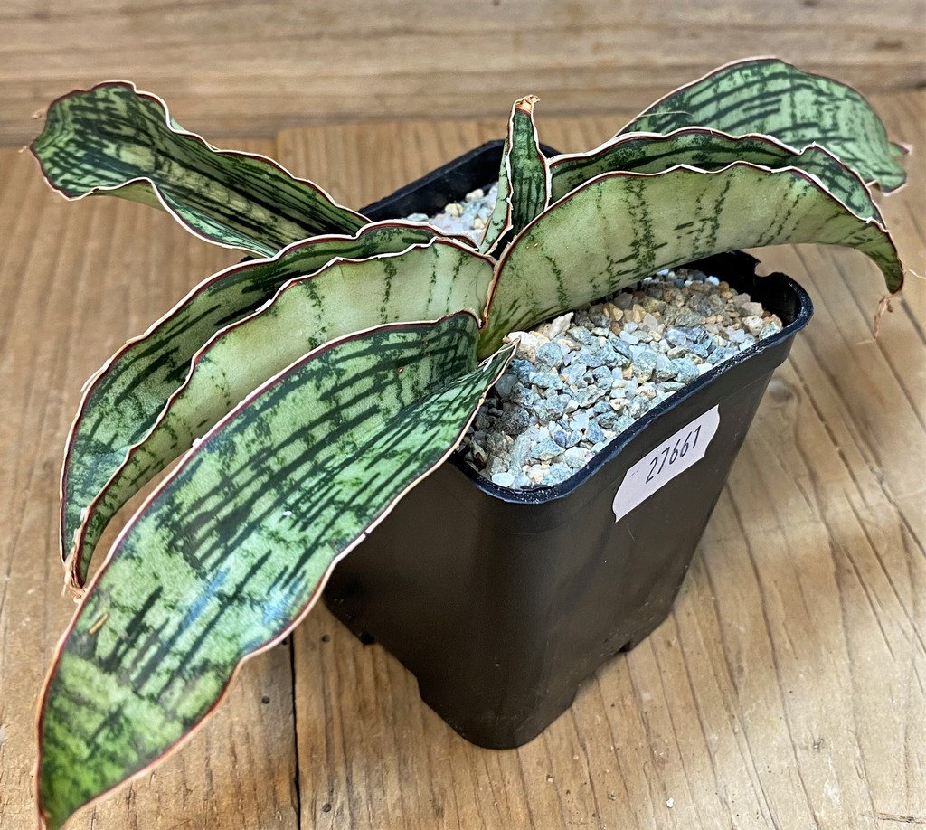 SH27661 Sansevieria ‘Cleopatra’