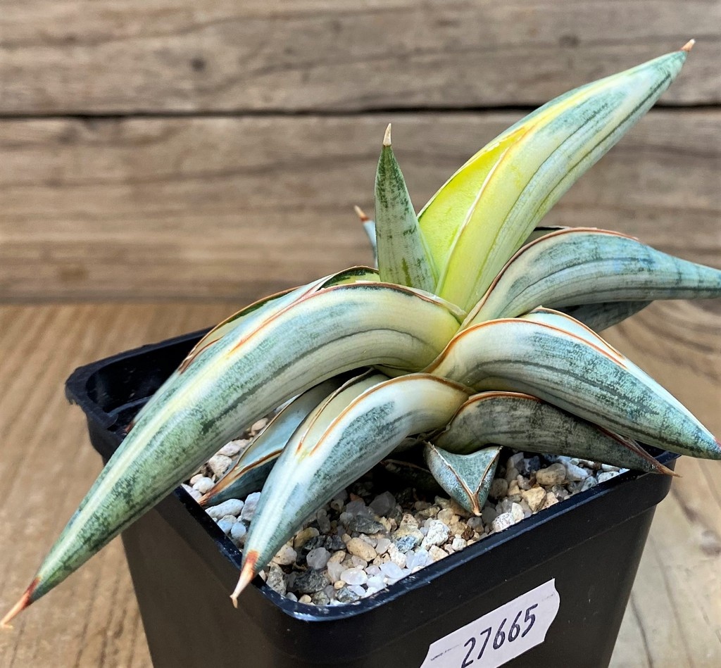 SH27665 Sansevieria ‘Blue Clone’ - Image 2