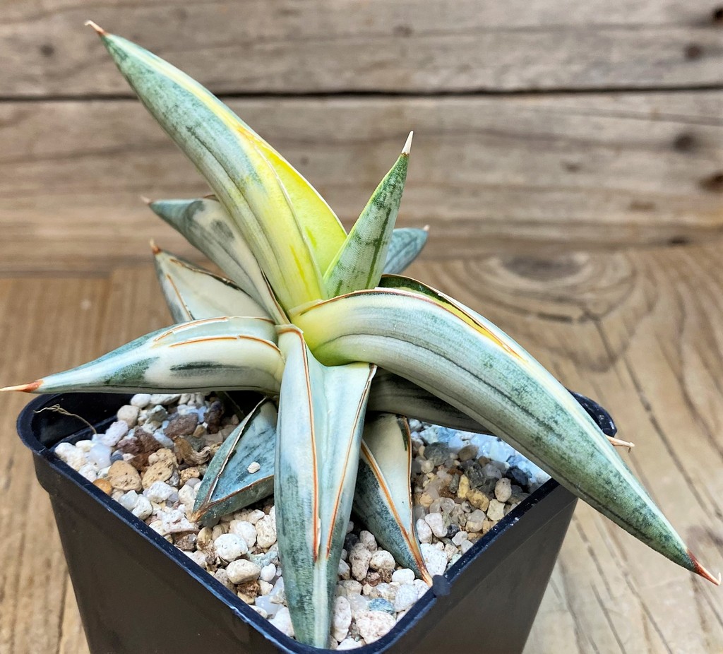 SH27665 Sansevieria ‘Blue Clone’
