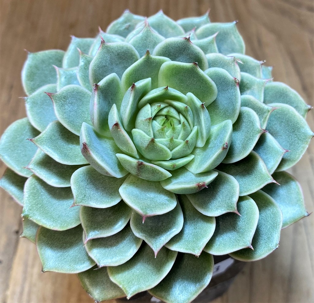SH27723 Echeveria ‘Ben Badis’ - Image 2