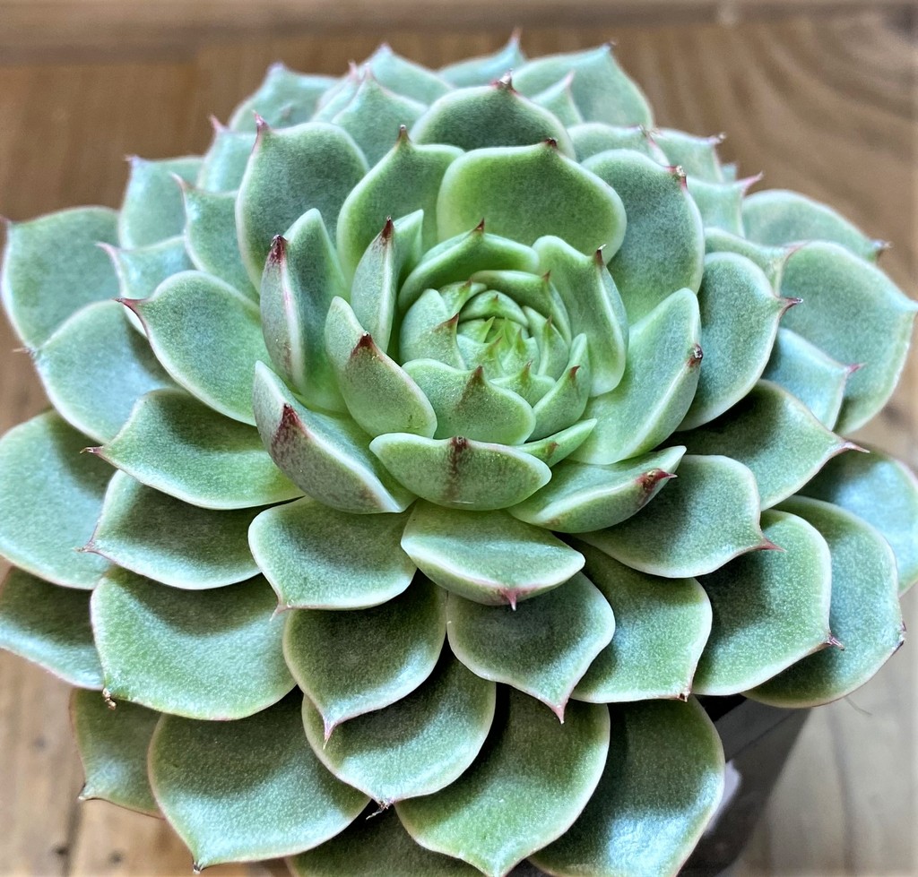 SH27723 Echeveria ‘Ben Badis’