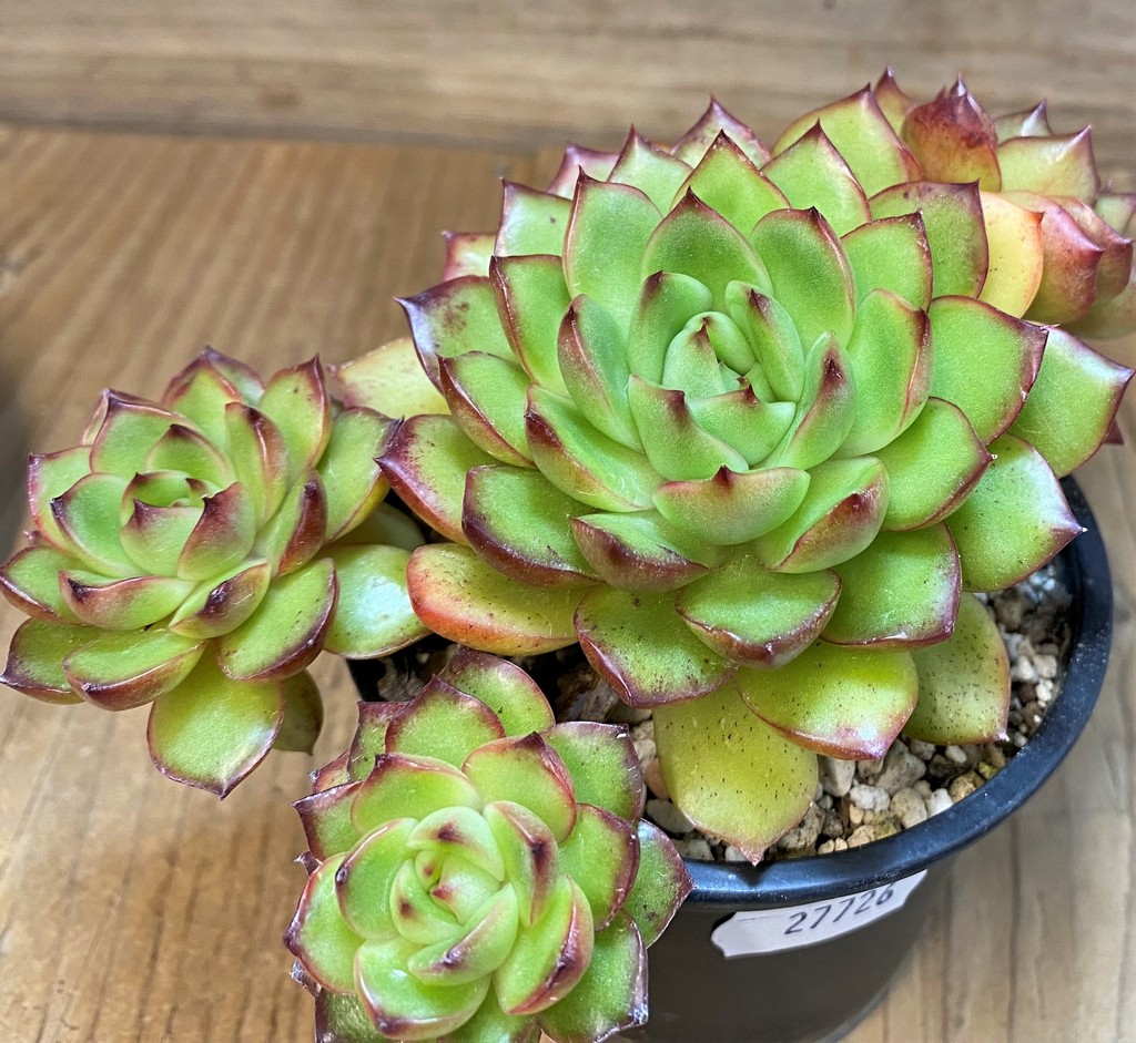 SH27726 Echeveria ‘Polaroid Anna’ - Image 2