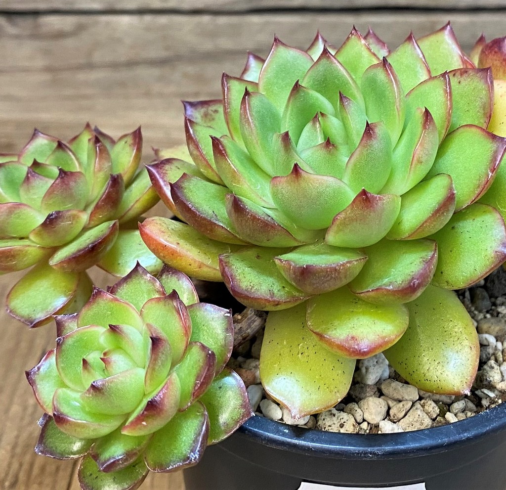 SH27726 Echeveria ‘Polaroid Anna’