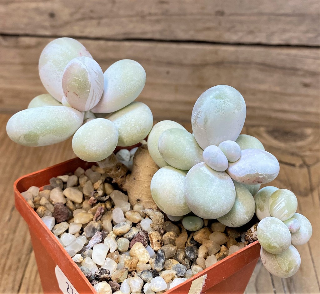 SH27728 Pachyphytum oviferum ‘Egg Beauty’ - Image 2