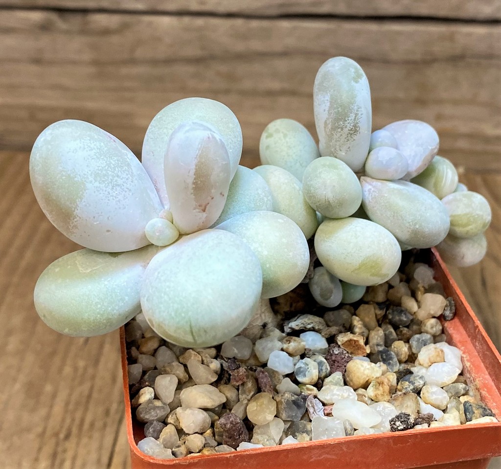 SH27728 Pachyphytum oviferum ‘Egg Beauty’
