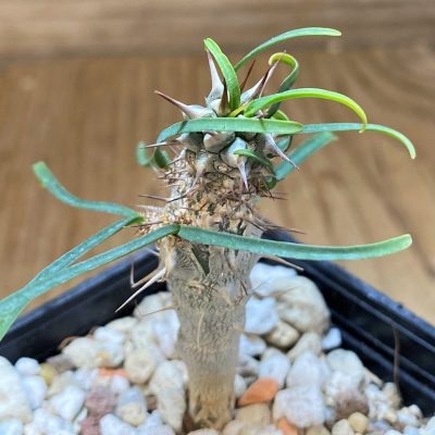 SH27734 Euphorbia gottlebei