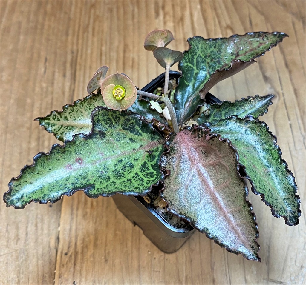 SH27737 Euphorbia francoisii hybrid