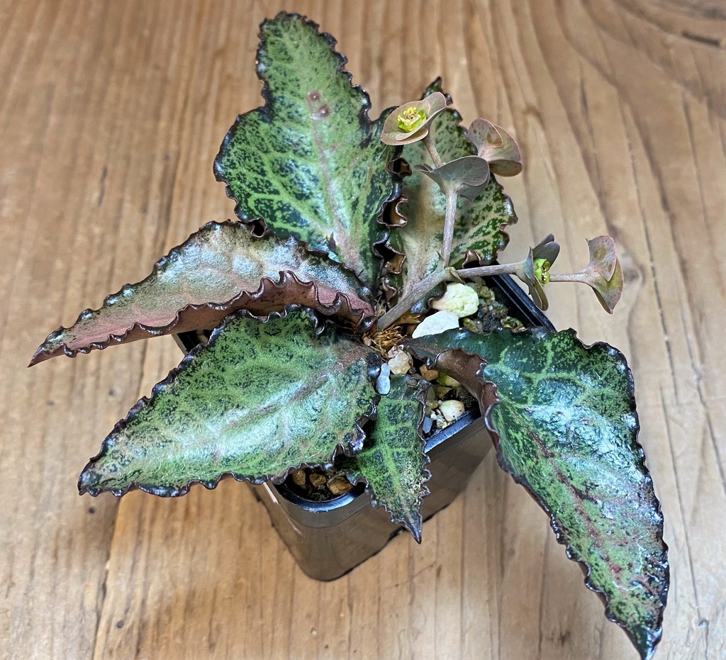 SH27737 Euphorbia francoisii hybrid - Image 2