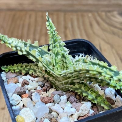 SH27689 Aloe TCT hybrid