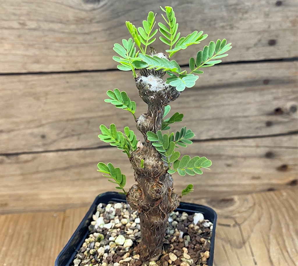 SH27744 Senna meridionalis