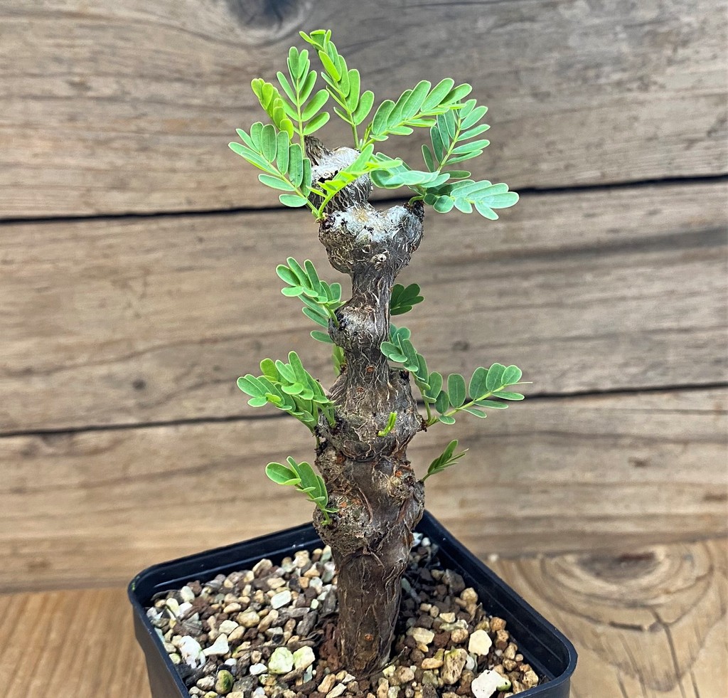 SH27744 Senna meridionalis - Image 2