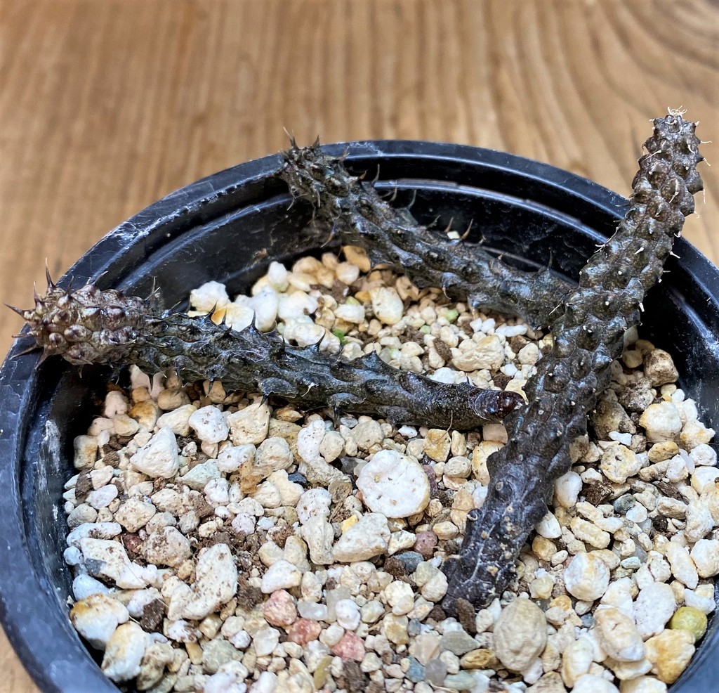 SH27684 Stapelianthus madagascariensis