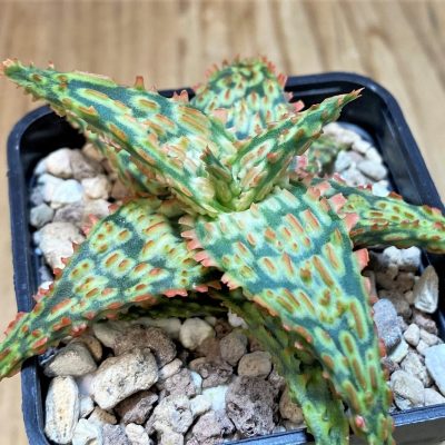 SH27692 Aloe TCT hybrid