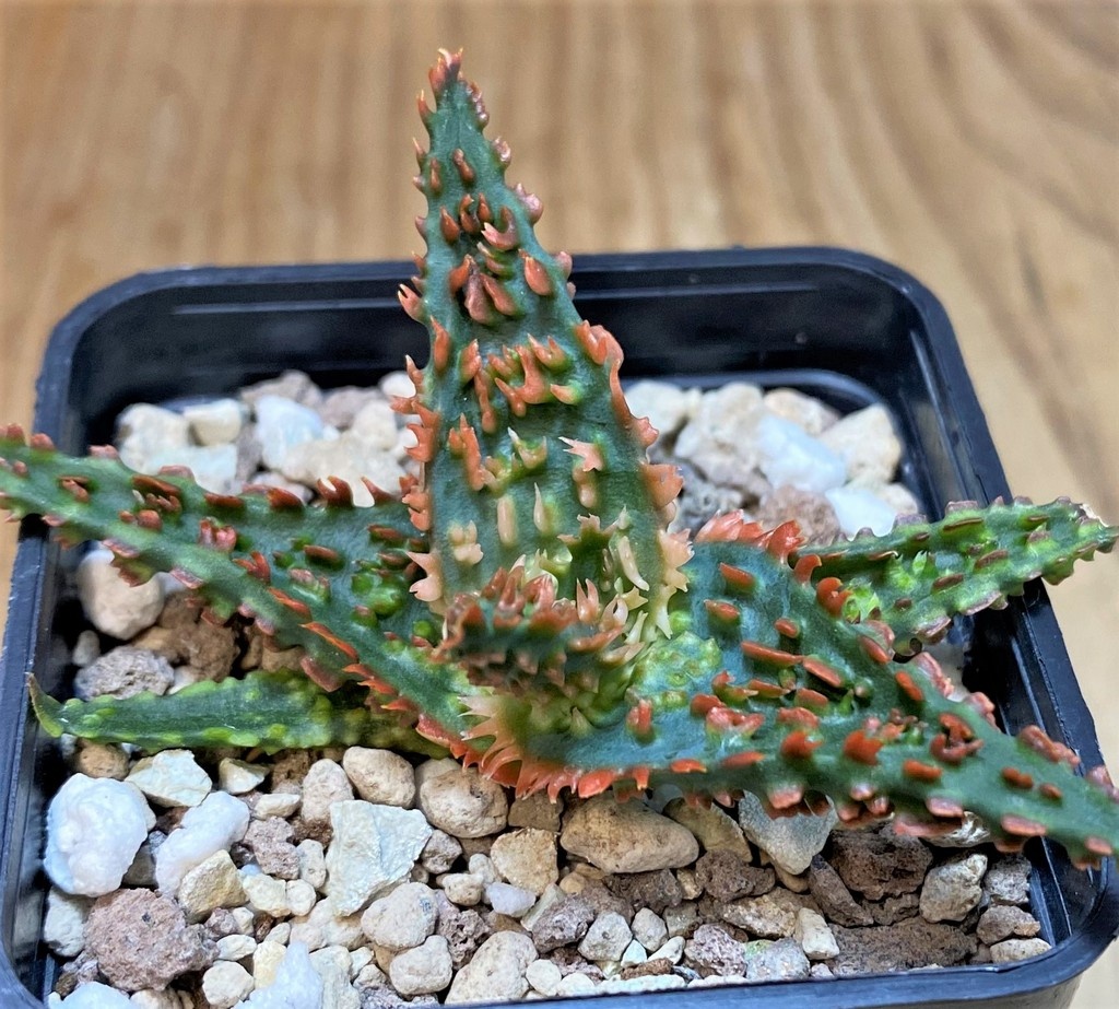 SH27693 Aloe TCT hybrid - Image 2