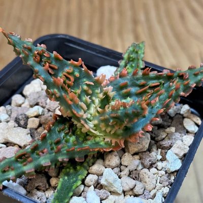 SH27693 Aloe TCT hybrid