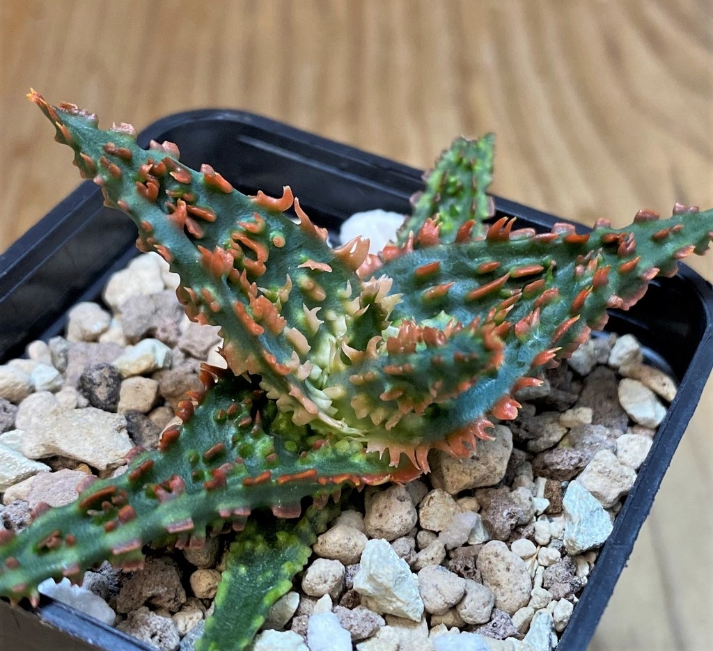 SH27693 Aloe TCT hybrid