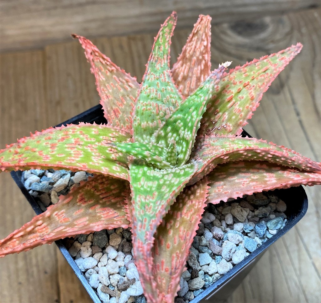 SH27695 Aloe hybrid
