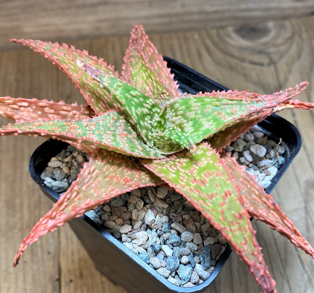 SH27695 Aloe hybrid - Image 2