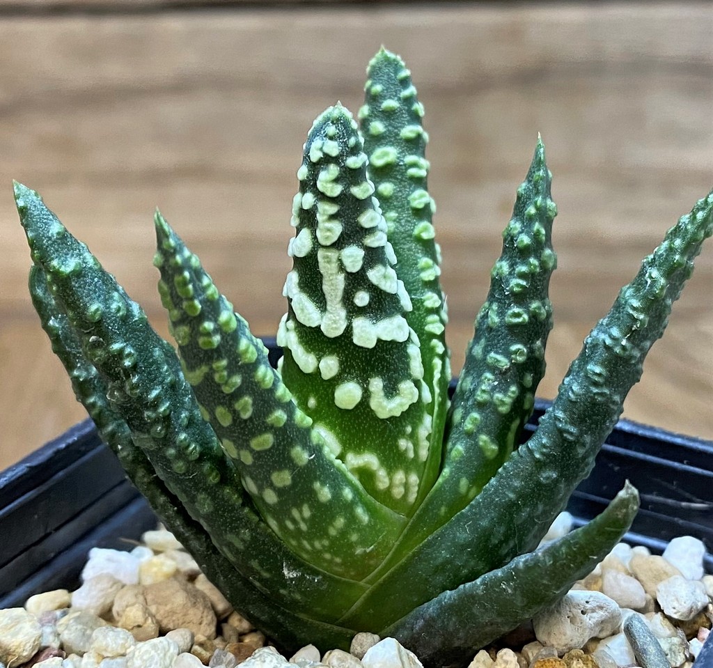 SH27697 Haworthia pumila 'Donut'