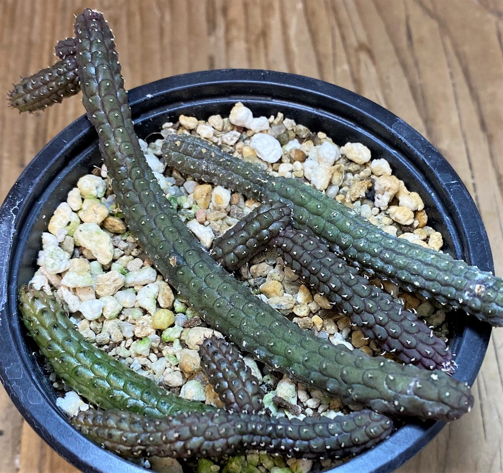 SH27685 Echidnopsis oviflora