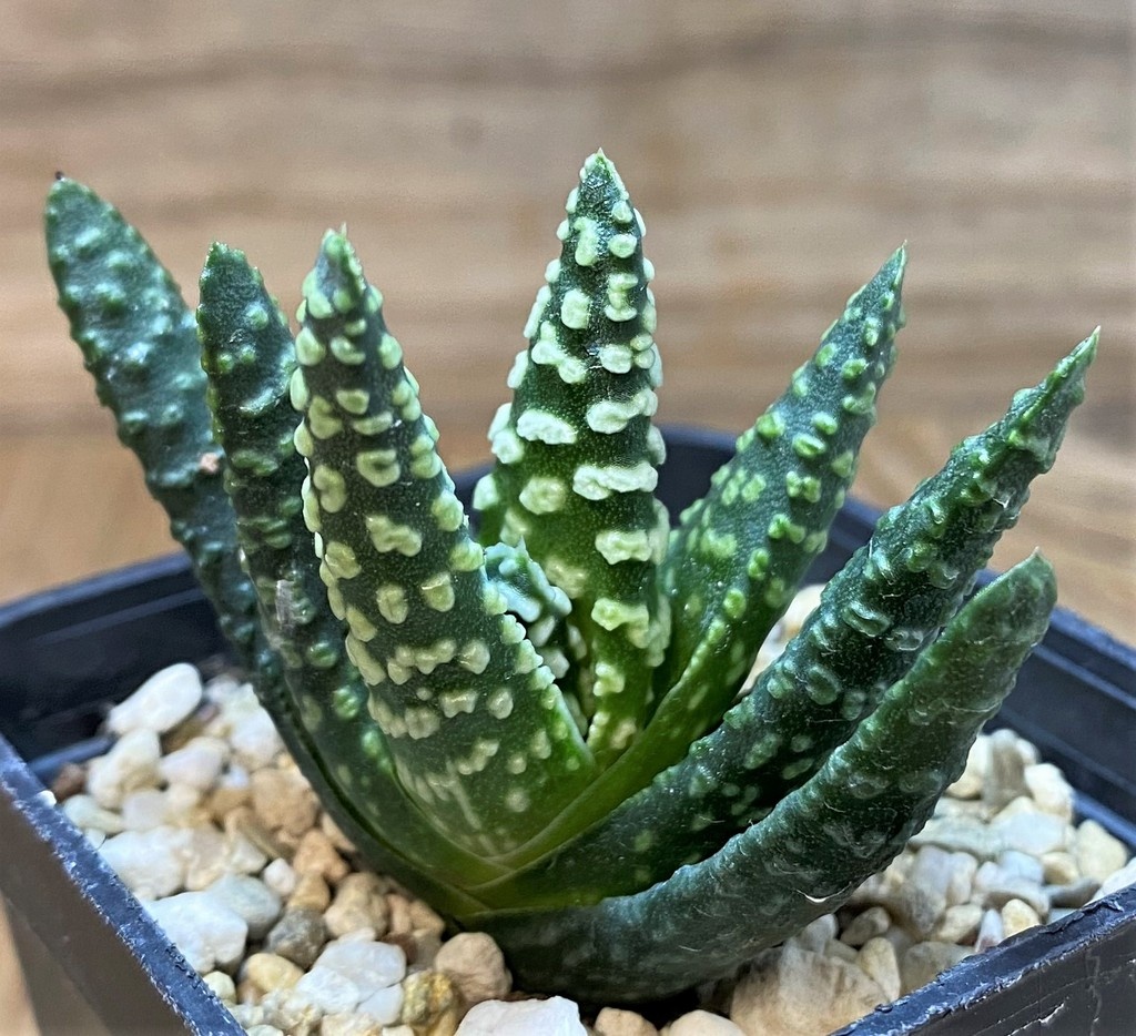 SH27697 Haworthia pumila 'Donut' - Image 2