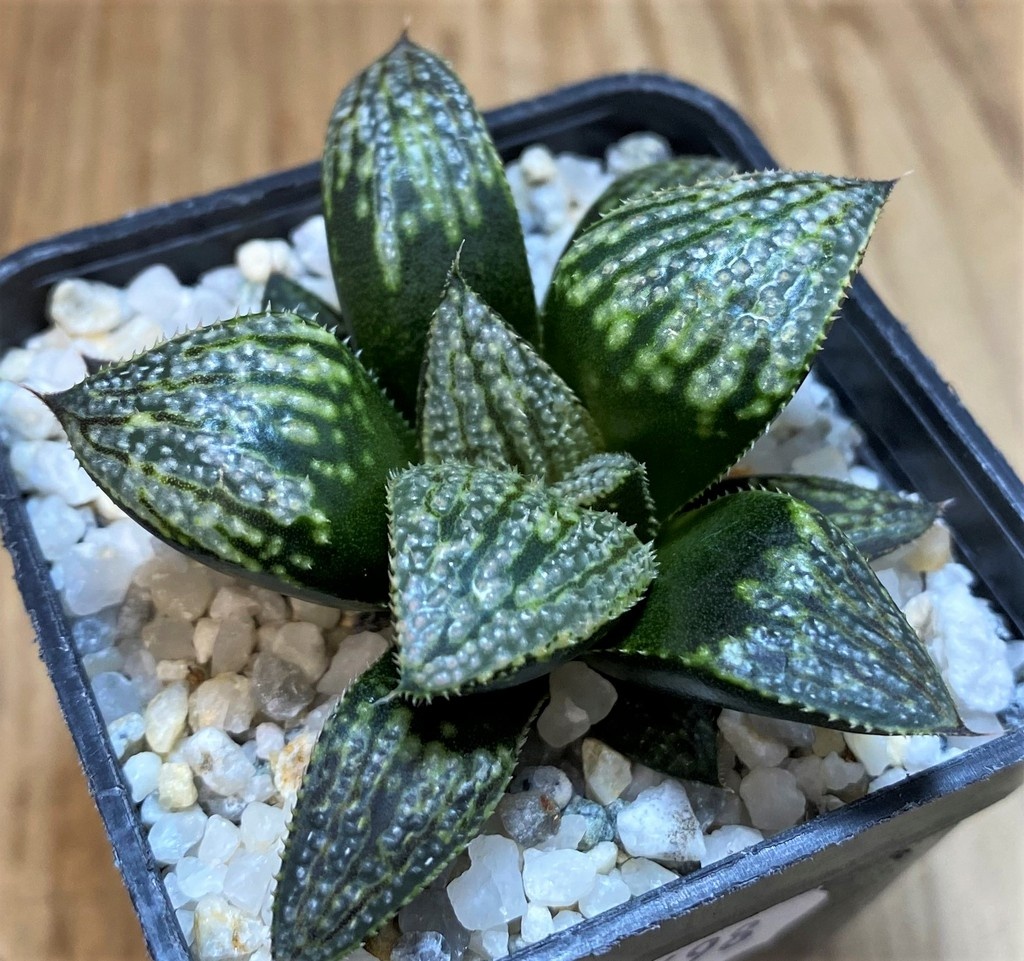 SH27698 Haworthia splendens 'Yuki Keshiki' hybrid - Image 2