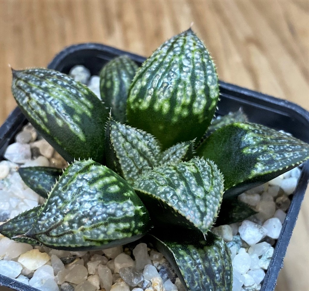SH27698 Haworthia splendens 'Yuki Keshiki' hybrid