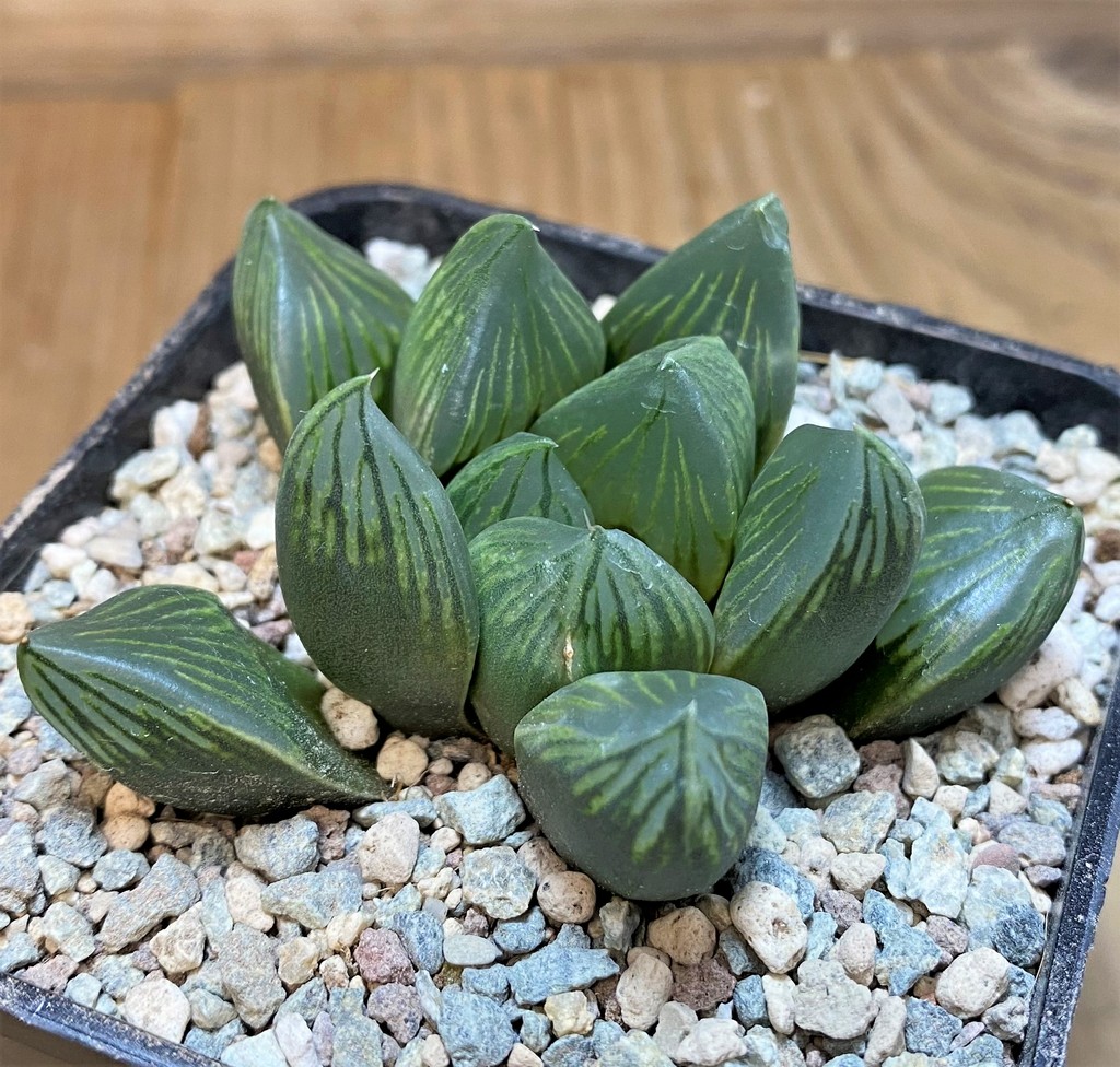 SH27702 Haworthia 'Black Star' - Image 2