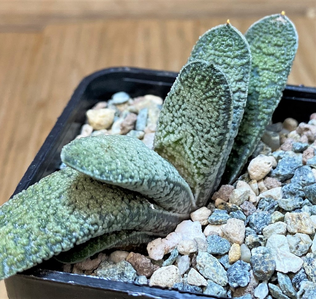 SH27704 Gasteria baylissiana hybrid - Image 2