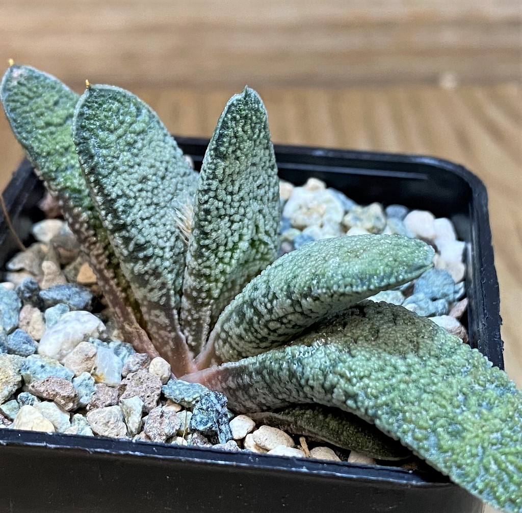 SH27704 Gasteria baylissiana hybrid