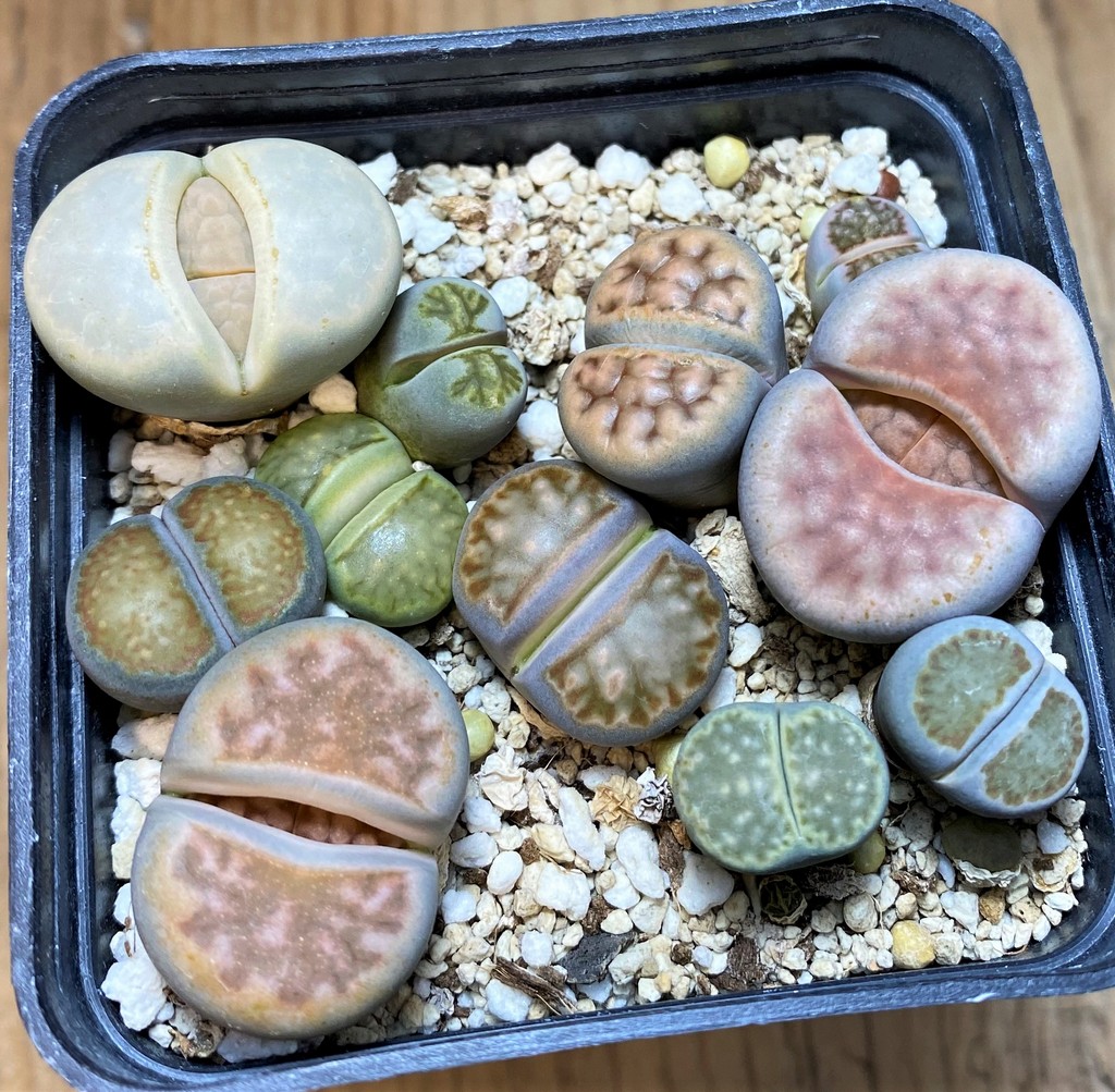 SH27705 Lithops mix