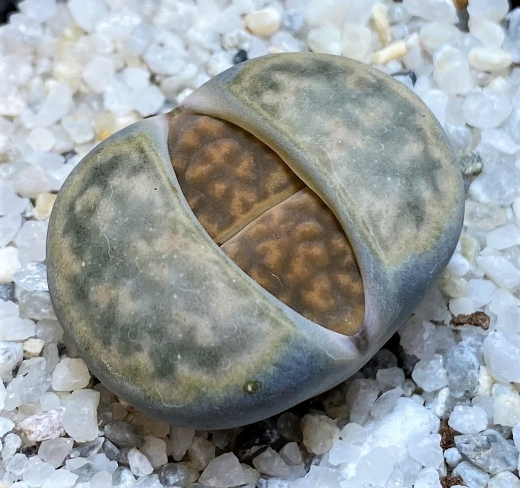 SH27707 Lithops karasmontana