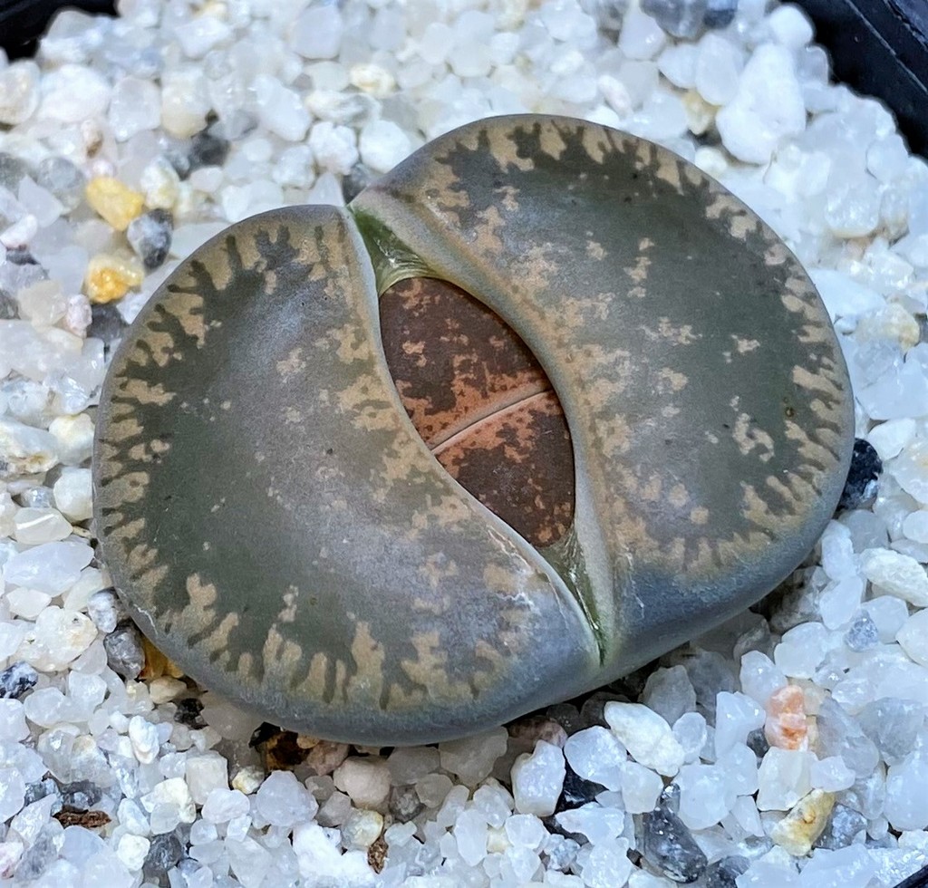 SH27708 Lithops lesliei