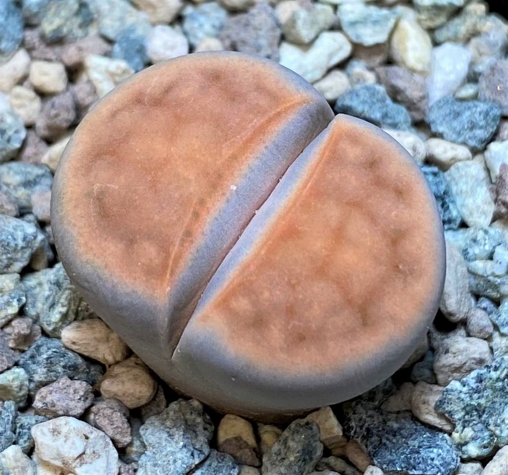SH27709 Lithops karasmontana v. tischeri