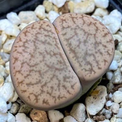 SH27710 Lithops pseudotruncatella