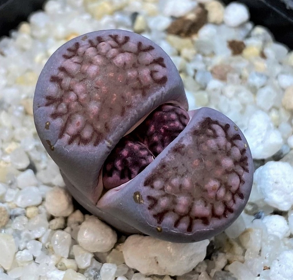 SH27711 Lithops salicola 'Sato's Violet'