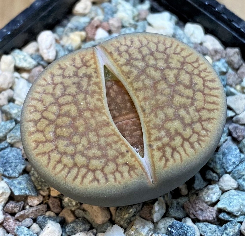 SH27712 Lithops hookeri